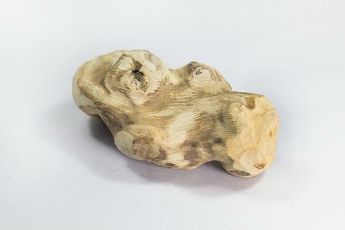 Radice masticare legno - radice, da
